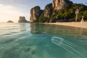 Plage tropicale en Thaïlande avec une méduse-boîte translucide dans l'eau et un poste de prévention en arrière-plan.