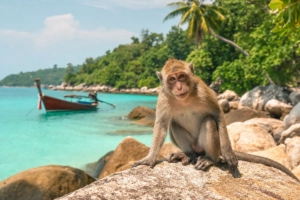 A wild macaque monkey sits on coastal rocks at a tropical beach near Pattaya, Thailand, with turquoise sea waters and a tradi